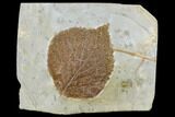 Fossil Leaf (Davidia) - Montana #113257-1